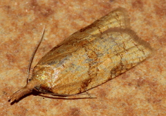 Sparganothis pilleriana