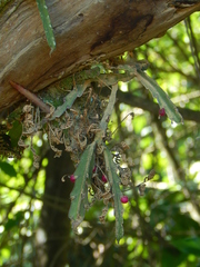 Lepismium cruciforme