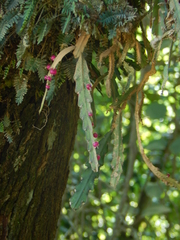 Lepismium cruciforme
