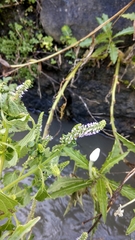 Basilicum polystachyon