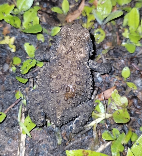 Asiatic Toad