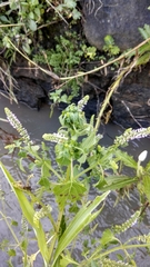 Basilicum polystachyon