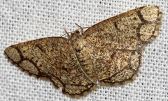 Stegania cararia