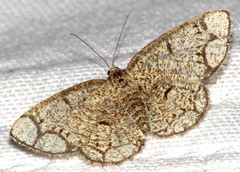 Stegania cararia