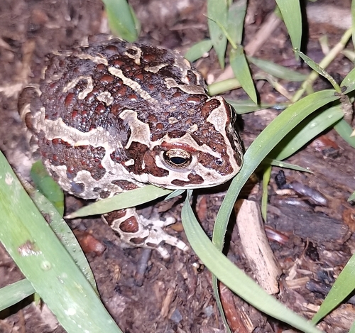 Mongolian Toad