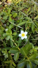 Ludwigia adscendens
