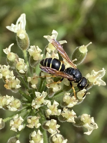 Odynerus reniformis