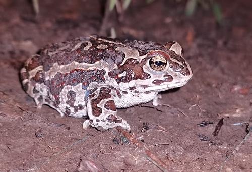 Mongolian Toad