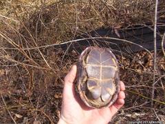 Kinosternon subrubrum subrubrum