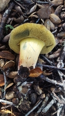 Xerocomellus diffractus