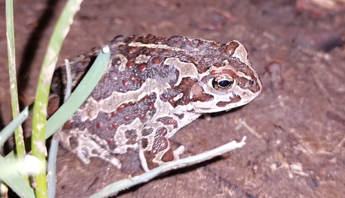 Mongolian Toad