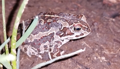 Mongolian Toad photo 3