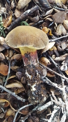 Xerocomellus diffractus