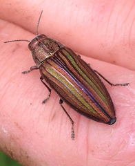 Buprestis striata