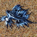 photo of Sea Swallow (Glaucus atlanticus)