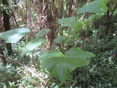 Erythrina ×sykesii