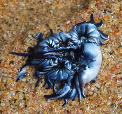Glaucus atlanticus
