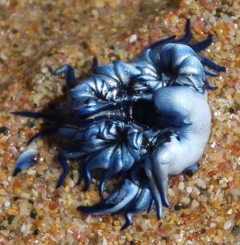 Photo of Blue dragon (Glaucus atlanticus)