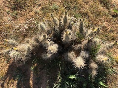 Grusonia kunzei