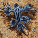 Glaucus - Photo (c) tangatawhenua, some rights reserved (CC BY-NC), uploaded by tangatawhenua