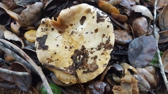 Cortinarius albofragrans