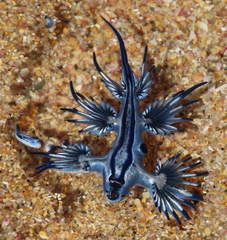 Glaucus atlanticus