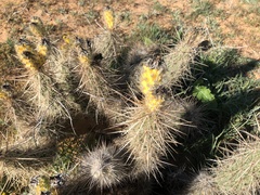 Grusonia kunzei