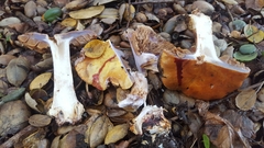 Cortinarius adonis