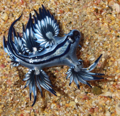 Sea Swallow
