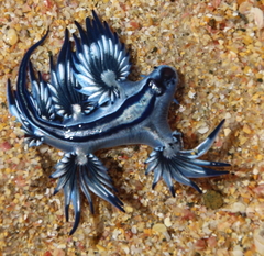 Glaucus atlanticus