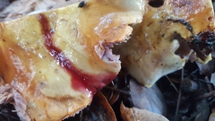 Cortinarius adonis