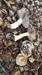 Cortinarius glaucopus