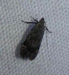Anacampsis