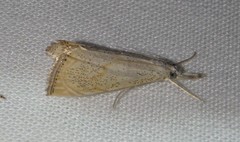 Haimbachia placidellus