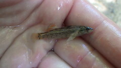Gumbo Darter photo 3