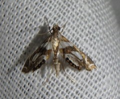 Chrysendeton medicinalis