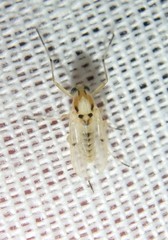 Coelotanypus concinnus