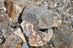 Sceloporus grandaevus