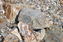 Sceloporus grandaevus