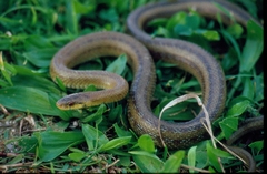 Zamenis lineatus