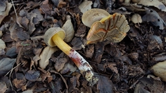 Xerocomellus diffractus