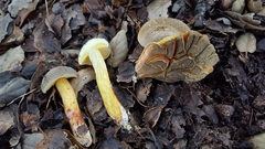 Xerocomellus diffractus