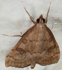 Udea fulvalis
