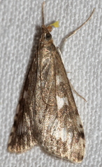 Udea olivalis