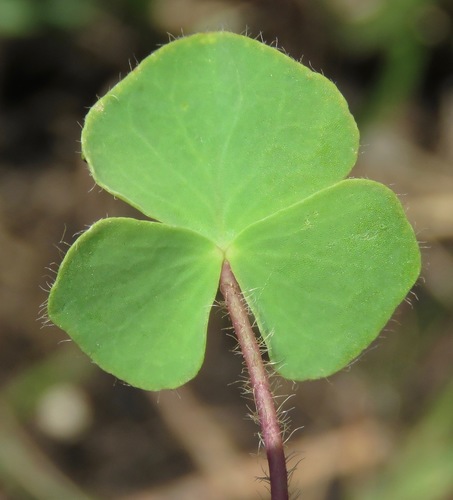 Skewleaf Sorrel