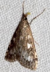Udea olivalis