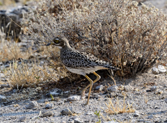 Burhinus capensis damarensis
