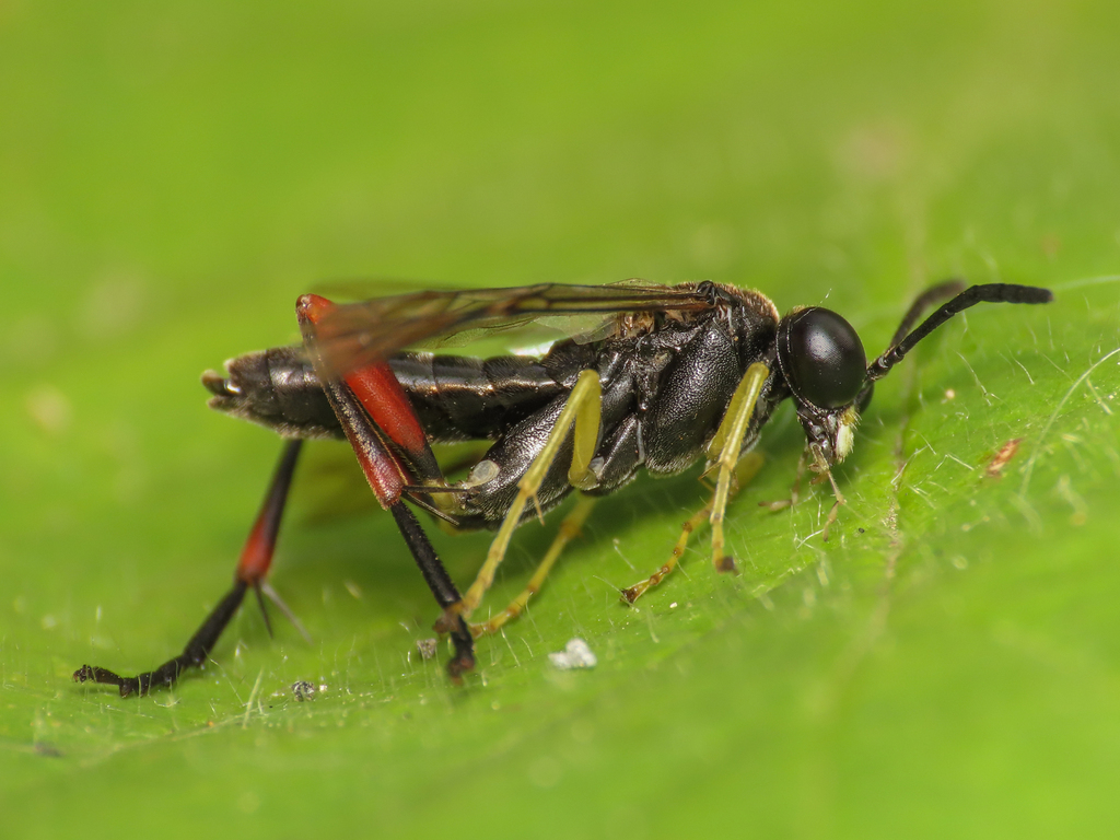 Macrophya diversipes