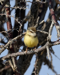 Prinia flavicans