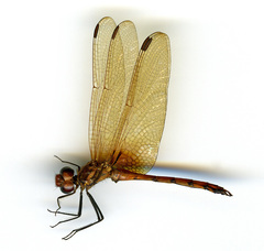 Dythemis rufinervis